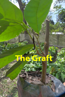 Cocoa Plant Grafted