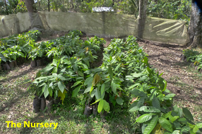 The Cocoa Nursery