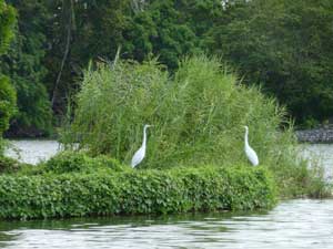 Egrets