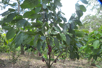 Cocoa Plant